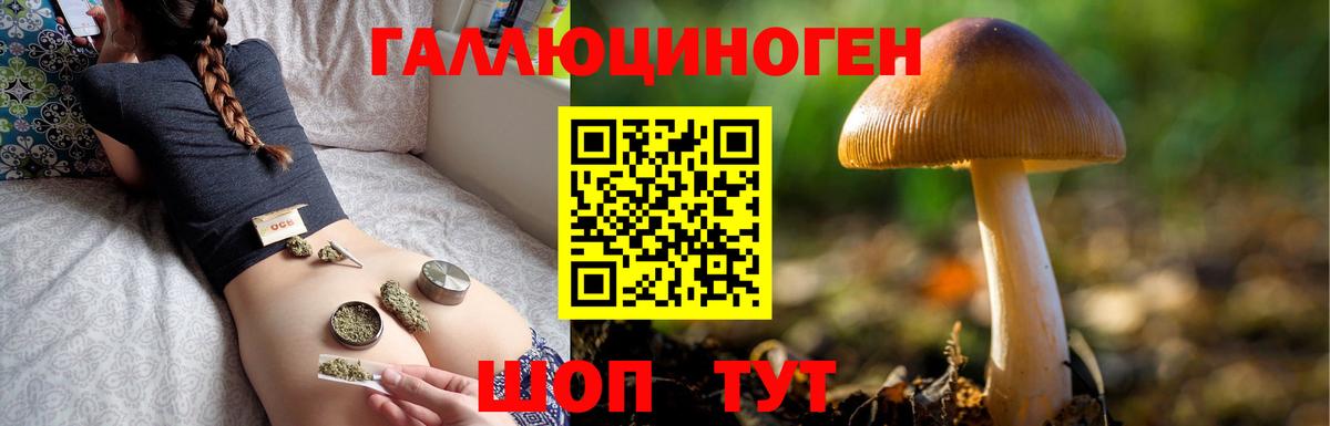 Кингисепп  Галлюциногенные грибы Psilocybe  Вход с VPN 